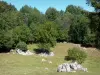 Massif du Plantaurel - Herbage, roche et arbres