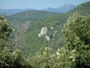 Massif de la Sainte-Baume - Arbres en premier plan et forêt
