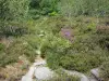 Massiv der Monédières - Regionaler Naturpark von Millevaches im Limousin: blühende Vegetation des Monédières-Massivs