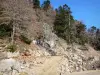 Massiv Tanargue - Regionaler Naturpark der Ardèche-Berge - Ardèche-Gebirge: Bäume und Felsen