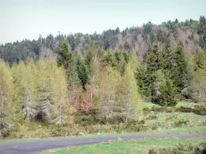 Mazan forest - View of the coniferous forest