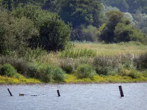 Meer van Mer Rouge  - Vijver, planten en bomen in het Regionaal Natuurpark van de Brenne