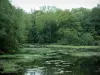 Meren van het forêt d'Orient - Vogelreservaat in East Lake met water planten en bomen (Parc Naturel Regional de la Forêt d'Orient)