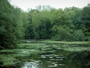 Meren van het forêt d'Orient - Vogelreservaat in East Lake met water planten en bomen (Parc Naturel Regional de la Forêt d'Orient)