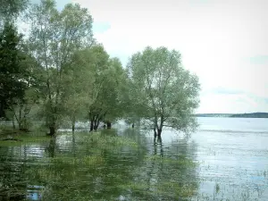 Meren van het forêt d'Orient - Aquatische planten en bomen in de wateren van het vogelreservaat van het meer van Oosten (Regionale Natuurpark van het Forêt d'Orient)