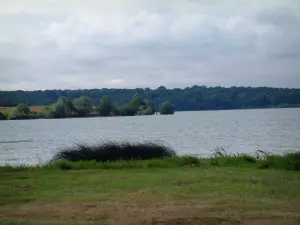 Meren van het forêt d'Orient - Shore, riet, Lake-tempel, bomen in het water en bos in de verte (Regionale Natuurpark van het Forêt d'Orient)