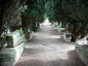 Merovingian cemetery of Civaux - Merovingian cemetery: path lined with sarcophaguses (Merovingian remains) and trees