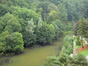 Mervent-Vouvant forest - Trees of the forest along the water