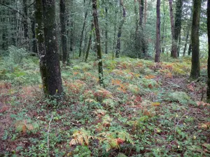 Mervent-Vouvant forest - Undergrowth and trees of the forest