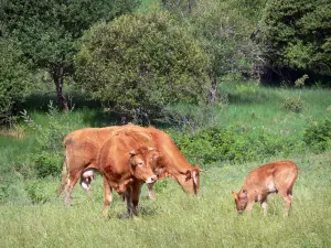 Millevaches in Limousin Regional Nature Park - Limousin cattle in a pasture surrounded by trees
