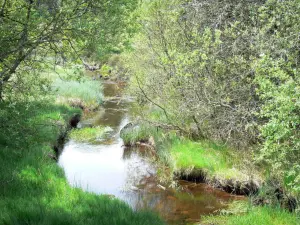 Millevaches in Limousin Regional Nature Park - Millevaches: stream lined with trees