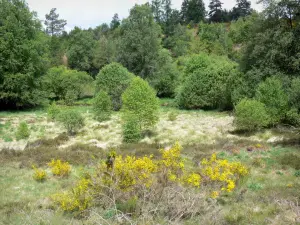 Millevaches in Limousin Regional Nature Park - Millevaches of vegetation