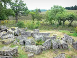 Millevaches in Limousin Regional Nature Park - Millevaches: Roman relics of Cars (funeral together) in a wooded