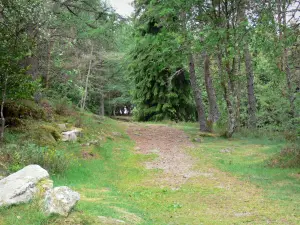 Millevaches in Limousin Regional Nature Park - Millevaches: tree-lined road on the outskirts of the Gallo-Roman ruins of Cars