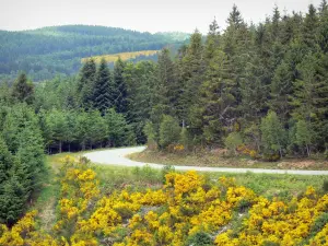 Millevaches in Limousin Regional Nature Park - Millevaches: road lined with trees and flowering broom