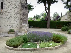 Milly-la-Forêt - Plantes du jardin des simples et partie de la chapelle Saint-Blaise-des-Simples