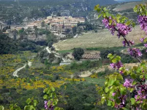 Minerve - Blooming tree in foreground, village on a rocky mountain spur, fields, shrubs, rock faces, in the Upper Languedoc Regional Nature Park