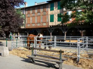 Mirepoix - Medieval bastide town: Festi'cheval (horse festival): horses on the central square (place des couverts)