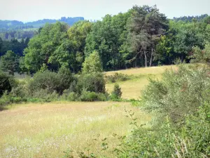 Monédières massif - Regional Natural Park of Millevaches in Limousin: meadowland flowering tree-lined