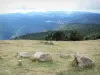 Mont Aigoual - Depuis le mont Aigoual, vue sur les paysages boisés environnants ; dans le massif de l'Aigoual, dans le Parc National des Cévennes (massif des Cévennes)