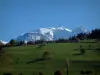 Mont-Blanc - Alpine pastures (high meadow), trees in autumn and the Mont Blanc mountain range