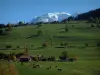 Mont-Blanc - Alpine pastures (high meadow) with cows, trees in autumn and the Mont Blanc mountain range