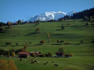 Mont-Blanc - Alpages avec des vaches, arbres aux couleurs de l'automne ...