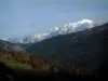 Mont-Blanc - Trees in autumn, spruce forest and the Mont Blanc mountain range