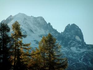 Mont-Blanc - Arbres et massif du Mont-Blanc