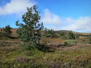 Mont Lozère - Parc National des Cevennes: heidevelden