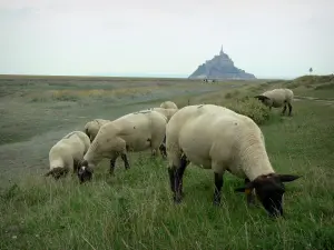 Mont-Saint-Michel - Moutons de prés salés et Mont-Saint-Michel