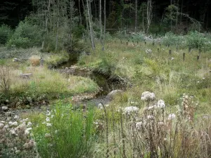 Montagna borbonese - Flusso delimitato con vegetazione