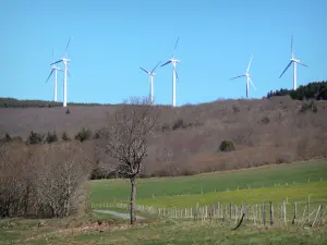 Montagna Nera - Foresta dominante e vento stradina fiancheggiata da prati