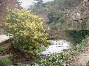 Montagna Nera - Ponte sul fiume e alberi Rieutort lungo l'acqua, Roquefère