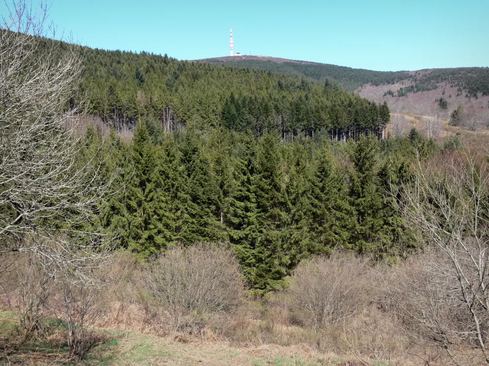 Montagne Noire - Bos aan de voet van de piek Nore