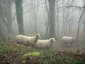 Montagne Noire - Moutons dans les bois par temps de brume