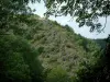 Montagne Noire - Zweige im ersten Plan, Bäume und Wald (Regionaler Naturpark des Haut-Languedoc)