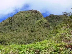 Montagne Pelée - Pentes verdoyantes du volcan en activité ; dans le Parc Naturel Régional de la Martinique