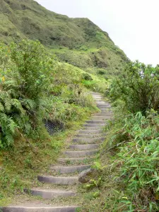 Montagne Pelée - Sentier de l'Aileron bordé de végétation