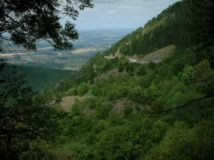 Montaña Negra - Sucursales en el primer plano y las montañas cubiertas de árboles (bosque), con una vista del valle (Parc Naturel Régional du Haut-Languedoc)