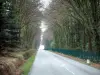 Montañas Negras - Carretera llena de árboles, los bosques