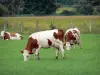 Montbéliarde cow - Montbéliarde cows in a prairie