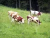 Montbéliarde cow - Montbéliarde cows in a prairie