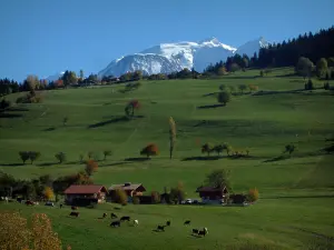 Montblanc - Bergwiesen mit Kühen, Bäume mit Farben des Herbstes und Massiv Montblanc