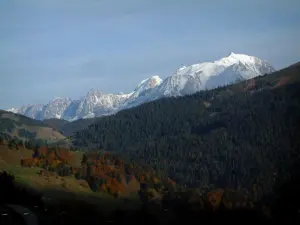 Montblanc - Bäume im Herbst, Tannenwald und Massiv Montblanc