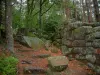 Monte Santa Odilia - Ruta de acceso, la pared pagana y los árboles en el bosque