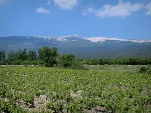 Monte Ventoux - Vigneti, alberi e il Monte Ventoux (montagna di calcare)