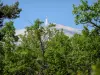Monte Ventoux - Los árboles y la cima del Monte Ventoux (montaña de piedra caliza)
