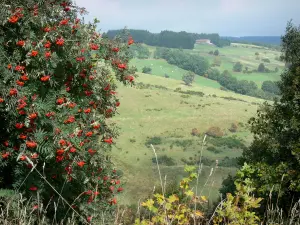 Montes de Forez - Los arbustos en primer plano con vistas a las montañas cubiertas de pastos y salpicado de árboles en el Parque Natural Regional Livradois