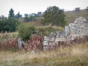 Montes de Forez - Los restos de un muro de piedra, la vegetación y arbustos en el Parque Natural Regional Livradois